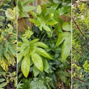 Euphoria over euphorbias or joy with japonica? Top gardening tips