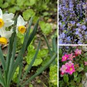 Spring flowers are appearing in Richard Wright's garden.