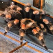 Andy, the Mexican Redknee tarantula that crawled into an engineering workshop and scared the pants off a welder.