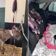 Rescued Isle of Wight donkeys rescue their friend.