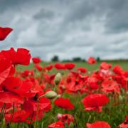 A Remembrance poppy field