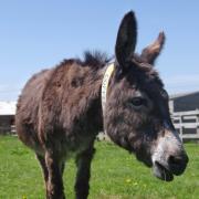 Island Sanctuary says goodbye to 'sweetest' donkey Coffee after long illness