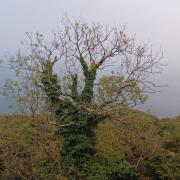 One of Lori Little's favourite views over Bonchurch Landslip. Photo taken in September