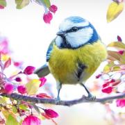 A Blue Tit - the second most common Isle of Wight spot in 2023, according to the annual survey.
