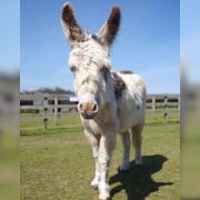 Prentice the donkey at the Wroxall-based Sanctuary