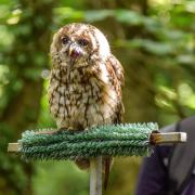 The Falconry Experience formally known as the Haven Falconry Bird of Prey Centre