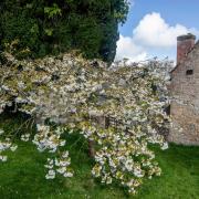 Blossom at St. Michael's church in Shalfleet, on April 1