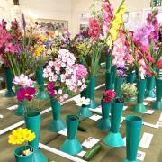 Some of the array of flowers on display at the Brighstone and District Horticultural Society Summer Show on Saturday.