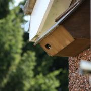 Adult Swift looking out of a nestbox