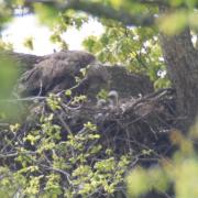 White-tailed eagle chicks in a nest.