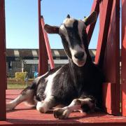 Tapnell Farm's goat, Britt has died