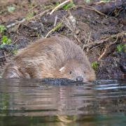 A pair of Eurasian beavers after being released on the National Trust Holnicote Estate on Exmoor in Somerset.