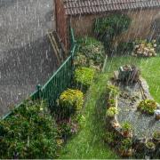 rain falling onto a garden