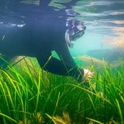 Scientists gathering seagrass seed at Seaview, Isle of Wight.