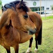 GG the pony who died after being struck by lightning.