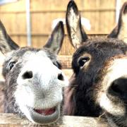 Frankie and Eiffion at the Isle of Wight Donkey Sanctuary, Wroxall.