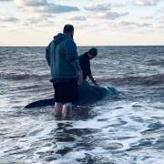 Whale stranded on Isle of Wight beach UPDATES