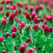 Green manure crimson clover