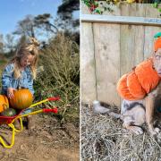 Westover Farm is opening its pumpkin patch to visitors.