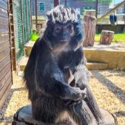 Javan langur Treacle at the IW Primate Rescue Centre