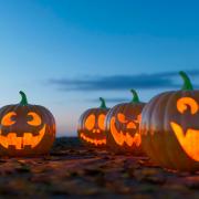 Pumpkins can bring unwanted guests into your house, including snails, slugs and beetles