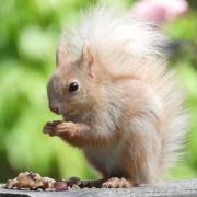 A blonde squirrel spotted at Ventnor Botanic Garden