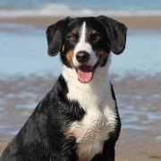 A dog at the beach