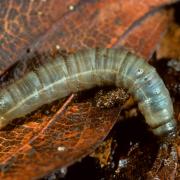 Larvae of a cranefly.