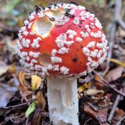 Fly Agaric in Parkhurst Forest