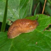 Slug on a leaf.