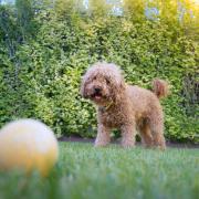 dog on a lawn with a ball.