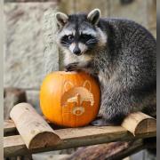 The raccoon went missing on the Isle of Wight last Thursday (October 31)