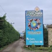 Four raccoons escaped their enclosure at Amazon World overnight last night (Thursday October 31)