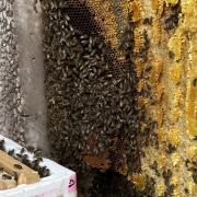 The bee hive found in Sandown.