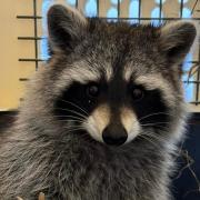 The second runaway raccoon recovered.