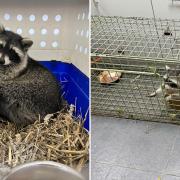 A third raccoon was caught by Amazon World in the early hours of this morning (Monday November 4)