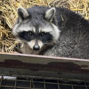 The final raccoon found safe and well.