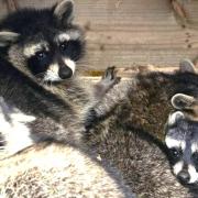 The 'Amazon Four' — Winnipeg, Dakota, Myrtle and Alma — safely back in their enclosure after escaping from the zoo last week.