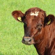 A case of bluetongue has been recorded in one bovine on the Island