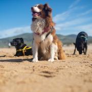 Dogs could be excluded from selected beaches between May 1 and September 30.