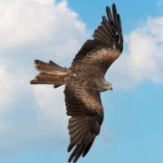 A falcon flying over Robin Hill.