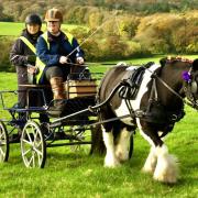 A beautiful Shire horse at Havenstreet's special memorial event for horses that died during warfare.