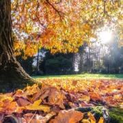 An autumnal looking Rylstone Gardens in Shanklin.