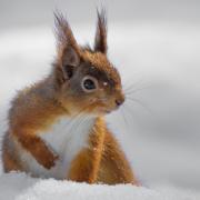 A squirrel in the snow.