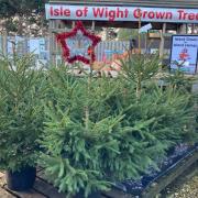 Christmas trees at Thompson's Garden Centre