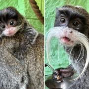 Amazon World Zoo Park has welcomed a baby Emperor Tamarin into the world