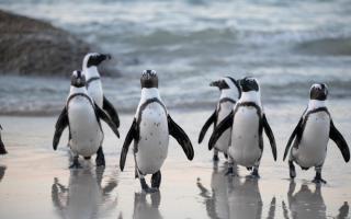 Celebrate Word Penguin Day with penguin parties at SEA LIFE (Canva)