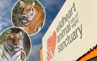 Two new rescued tigers coming to popular Isle of Wight zoo next week