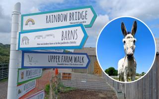 Isle of Wight Donkey Sanctuary voted Best Family Attraction in the region