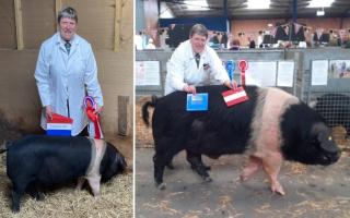 Island pig breeders celebrate success with champion father and son combo